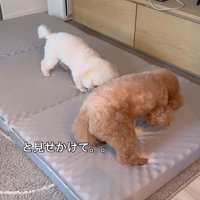 来客用のベッドが気に入ったレオくん9