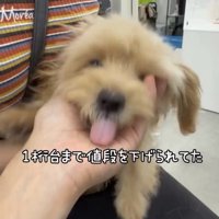 抱っこされて舌を出す犬