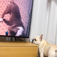 テレビの裏側を覗く犬