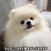 首を傾げてすっとぼけています！