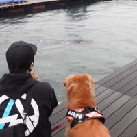 イルカを見たら…