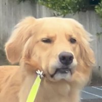 不満げな犬の顔