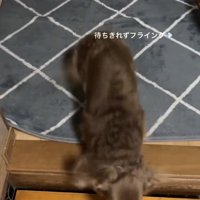 飛び出しちゃう！？