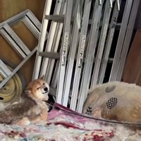 倉庫で座り込む犬