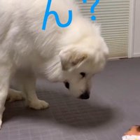 マハロくんと赤ちゃん6