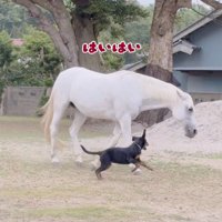 「一緒に遊ぼう！」