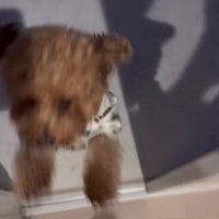 大喜びでお出迎え
