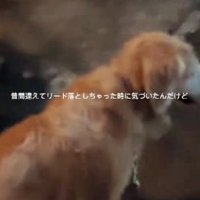 リードを落としてしまったら…