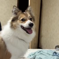 横に座る犬