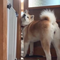 ドアの隙間に入りながら上を向く犬
