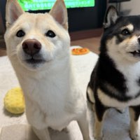 あざと可愛い