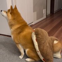 「おやつ」と聞いた文太くんの反応⑩