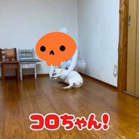 壁と同化したらコロちゃんは気づく？9