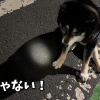 「もっとお散歩したい！」と拒否