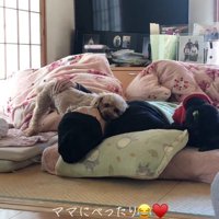 布団に横になる女性のそばでくつろぐ2頭の犬