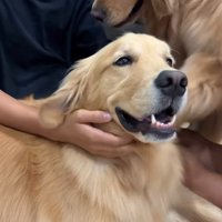 撫でてもらう大型犬