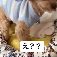 犬の名前を呼ぶ女性