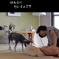 猫の隣で飼い主と一緒に様子を見る犬