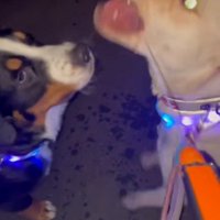 参戦するにく丸くん