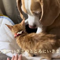 いさきちゃんに懐いた