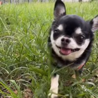 カメラの方へ向かって歩いてくる小さな犬