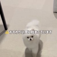 後退りしてしまう犬