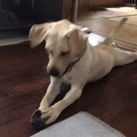 靴下を見ている犬