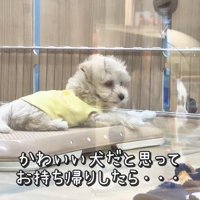 そらちゃんのお耳の変化