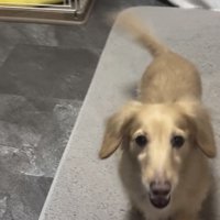 見上げて訴える犬