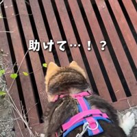 犬の後ろ姿