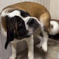 首をかくのが下手なむちゃ君