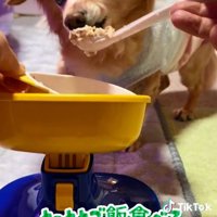 ごはんを食べるぽちこちゃん