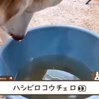 バケツの水で鼻を濡らしたオーストラリアン・シェパード