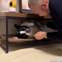 テレビ台の中の小型犬を引っ張る飼い主