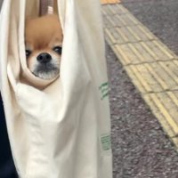 トートバッグの中にイン♪