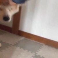 玄関先で飼い主に頭を撫でられる犬