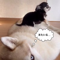 「また子犬が乗ってる…」