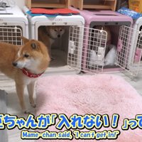 「入れない…」と豆じろうくんは困惑