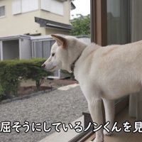 退屈そうに外を眺めるノンくん