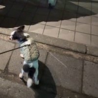 お散歩中に出会ったのは…