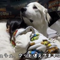 動かず耐える犬
