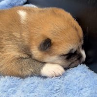 頭を低くして眠る子犬