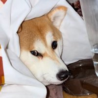 飼い主さんを見るまめ太くん