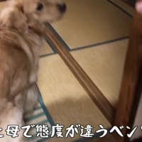 ゴールデンレトリバーのベンツくん