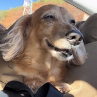 目を細めながら口を開ける犬