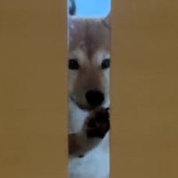 前足でカリカリしてアピール