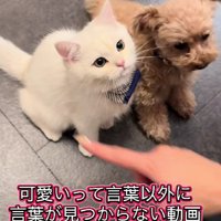 犬に「お手」と言ったら…