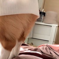 後ろ足で立ち上がって窓の外を眺める犬