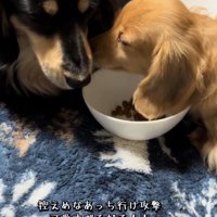 黒い犬に顔を近づける茶色い犬