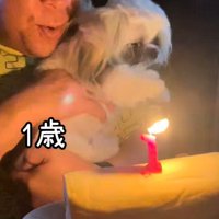 ケーキのろうそくを見つめる犬と男性